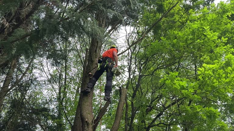 How Our Tree Care Process Works  in Suisun City, CA